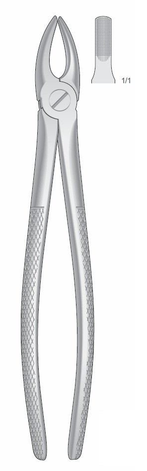 Upper Incisors and Cuspids, Fig.1