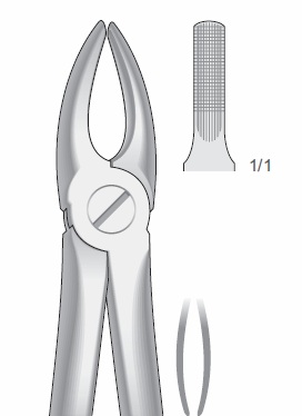 Upper Incisors and Cuspids, Fig.2